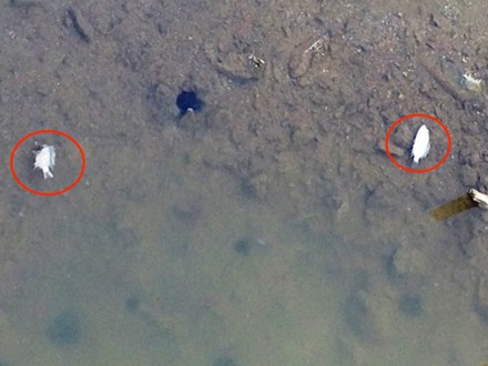 Nhờ dân bản địa giúp đỡ, phóng viên Tiền Phong vào công trường theo đúng theo quy trình của Formosa đặt ra.