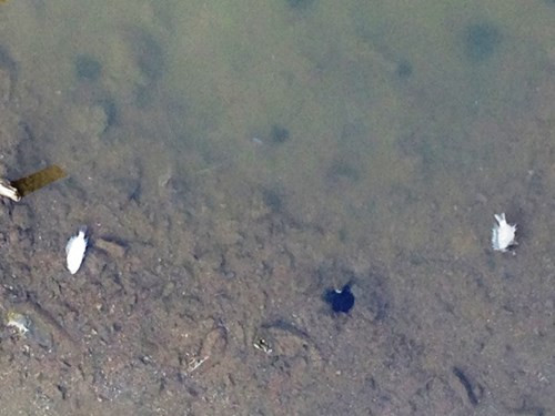 Trong khu liên hợp Formosa, cá vẫn chết nhiều trong các kênh mương nối ra biển và cánh đồng canh tác. Trong ảnh: Dọc theo những mương lớn, thi thoảng có những con cá to gần bằng bàn tay chết nổi, trắng bợt trên mặt nước. Các tốp công nhân với chiếc vợt cán dài hoặc lội hẳn xuống mương để vớt cá chết và nhặt rác.