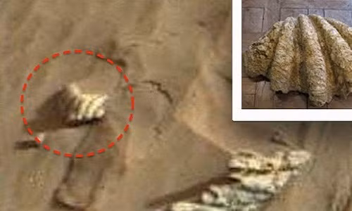 Bức ảnh gửi về Trái Đất từ tàu Curiosity Rover của NASA cho thấy một vật thể giống chiếc vỏ ngao. Những người tin vào sự tồn tại của người ngoài hành tinh khẳng định đó là sự tồn tại của sự sống trên hành tinh Đỏ.