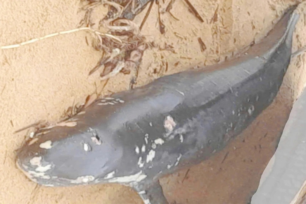 Ngày 15/12/2024, người dân ở thôn 9. xã Mỹ Thắng, huyện Phù Mỹ, Bình Định phát hiện một con cá voi đã chết bị sóng đánh dạt vào bờ biển. Con cá voi dài 2m, nặng hơn 100kg, trên cơ thể có nhiều vết thương, đặc biệt vùng da ở đầu. Ảnh: Phan Văn Nhật/Dân trí.