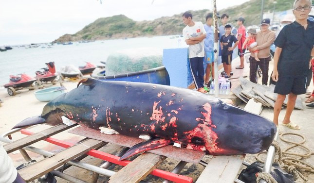 Khoảng 8h sáng ngày 20/7/2024, người dân phát hiện một con cá voi đã chết trôi dạt vào bờ biển xã Nhơn Lý, TP Quy Nhơn, Bình Định. Con cá voi dài khoảng 3m, nặng hơn 200 kg và trên người có rất nhiều thương tích. Ảnh: N.T.D/Tiền phong.