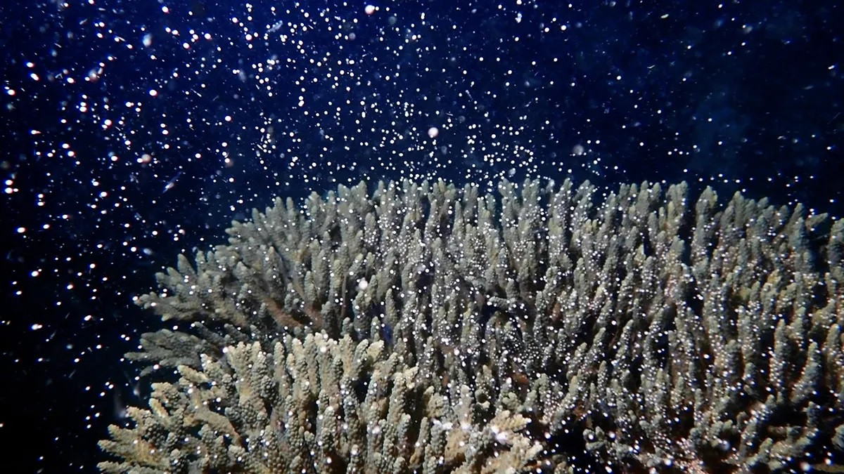 Theo các chuyên gia, chu kỳ Mặt trăng là khoảng thời gian thích hợp cho loài cá san hô sinh sản bởi khi ấy thời tiết vô cùng thuận lợi. Ảnh: Sorn Srenh / Koh Sdach Commune.