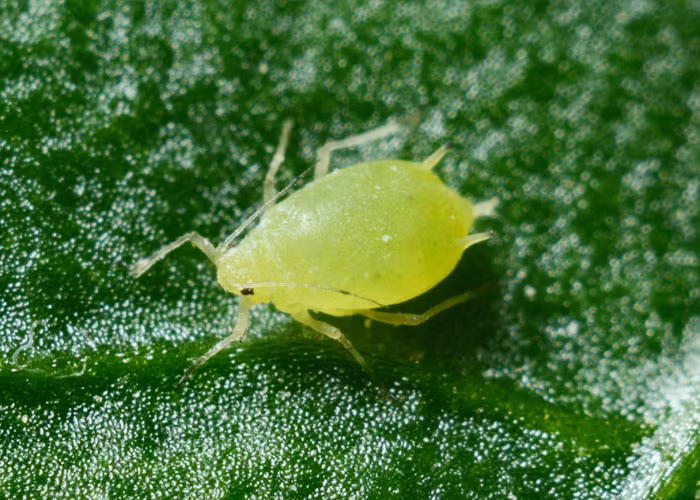Vậy nên, về cơ bản loài rệp vừng đã mang thai ngay từ khi sinh ra. Rệp vừng tạo ra bản sao thu nhỏ của bản thân theo hình thức sinh sản vô tính khiến nhiều người kinh ngạc. Ảnh: skynursery.