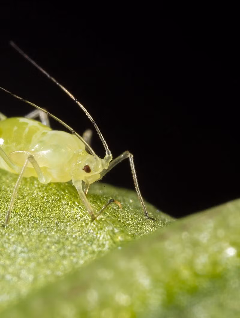 Rệp vừng (aphid) là loài côn trùng phân bố ở hầu hết mọi nơi trên thế giới. Theo Ed Spevak, người quản lý động vật không xương sống tại Vườn thú St. Louis, Mỹ, một con rệp cái vừa sinh ra đã có trứng bên trong cơ thể. Ảnh: koppert.ca.