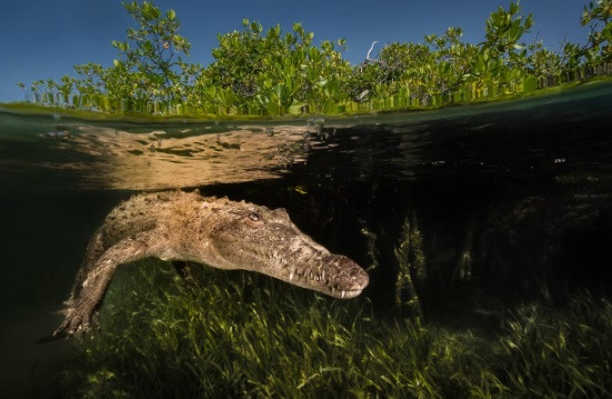 Theo giới nghiên cứu, những con vật chào đời theo hình thức trinh sản thường bị dị tật và không thể phát triển. Theo họ, trinh sản có thể phổ biến hơn ở những loài động vật có nguy cơ tuyệt chủng. Ảnh: DAVID DOUBILET, Nat Geo Image Collection.