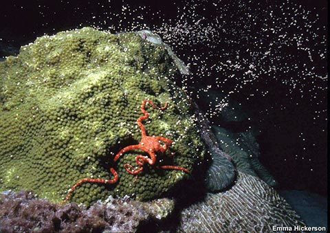 Loài cá san hô đẻ trứng đồng loạt chỉ trong một vài đêm nhất định trong năm. Các đêm diễn ra sự kiện này được xác định chính xác bởi chu kỳ Mặt trăng. Ảnh: Emma Hickerson.