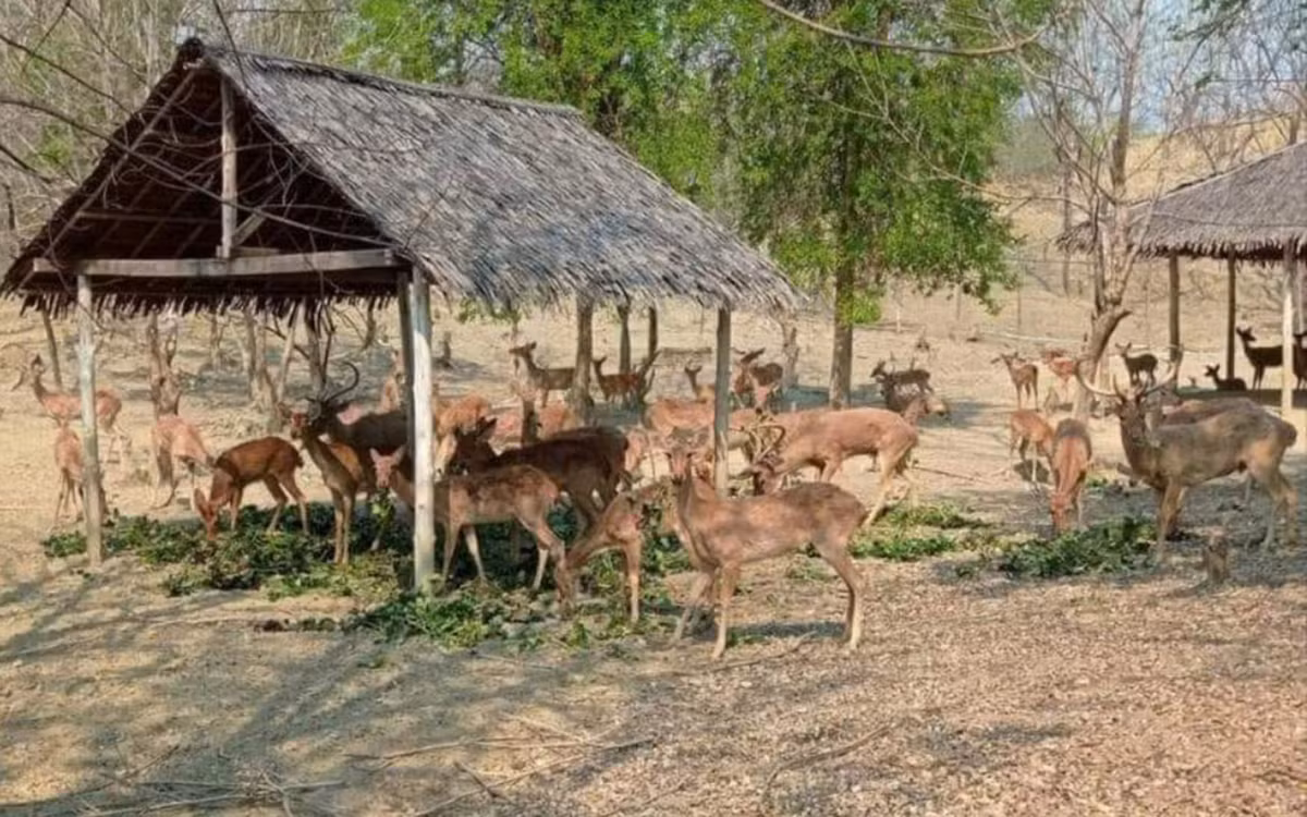Trong vòng 30 năm qua, số lượng cá thể Hươu vàng ngoài tự nhiên có thể đã suy giảm 90%. Nguyên nhân là do sinh cảnh sống của loài bị thu hẹp, chia cắt, suy thoái do xâm lấn đất rừng để canh tác nông nghiệp, khai thác lâm sản, bị săn bắt làm thực phẩm, buôn bán. Ảnh: gnlm.
