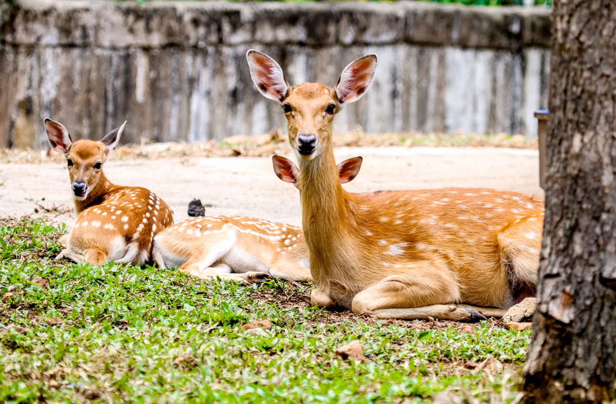 Điều này khiến giới nghiên cứu cho rằng, loài Hươu vàng có thể đã tuyệt chủng ngoài tự nhiên ở Việt Nam. Tuy nhiên, để khẳng định, họ sẽ cần nghiên cứu thêm. Ảnh: vinwonders.
