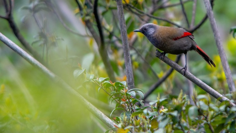 Theo ước tính, số lượng cá thể Khướu cánh đỏ còn dưới 2.500 con. Số lượng loài chim quý này bị suy giảm mạnh trong những năm qua do mất và suy thoái sinh cảnh sống cũng như vấn nạn săn bắt làm cảnh. Ảnh: VOV. 