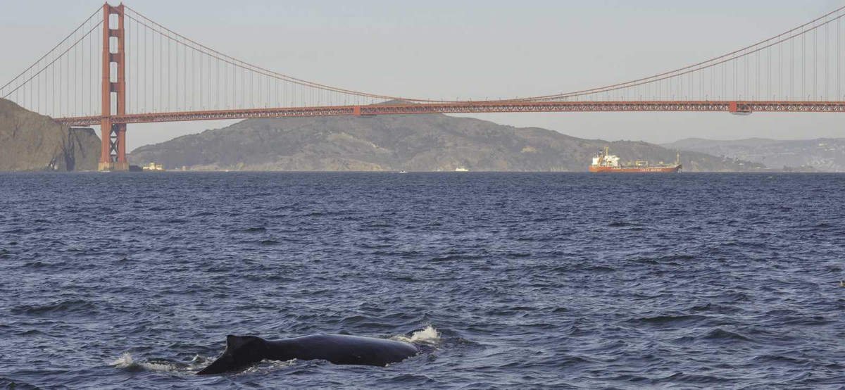 Cá voi lưng gù (Megaptera novaeangliae) chuyên ăn cá nhỏ và động vật giáp xác. Để đảm bảo no bụng với cơ thể to lớn, cá voi há miệng nuốt hơn 23.000 lít nước biển và lọc mồi qua tấm sừng, giống răng lược để lọc thay vì cắn. Chiến thuật này tiến hóa nhằm săn động vật nhỏ, không phải người chèo thuyền kayak. Ảnh: Carol Keiper.