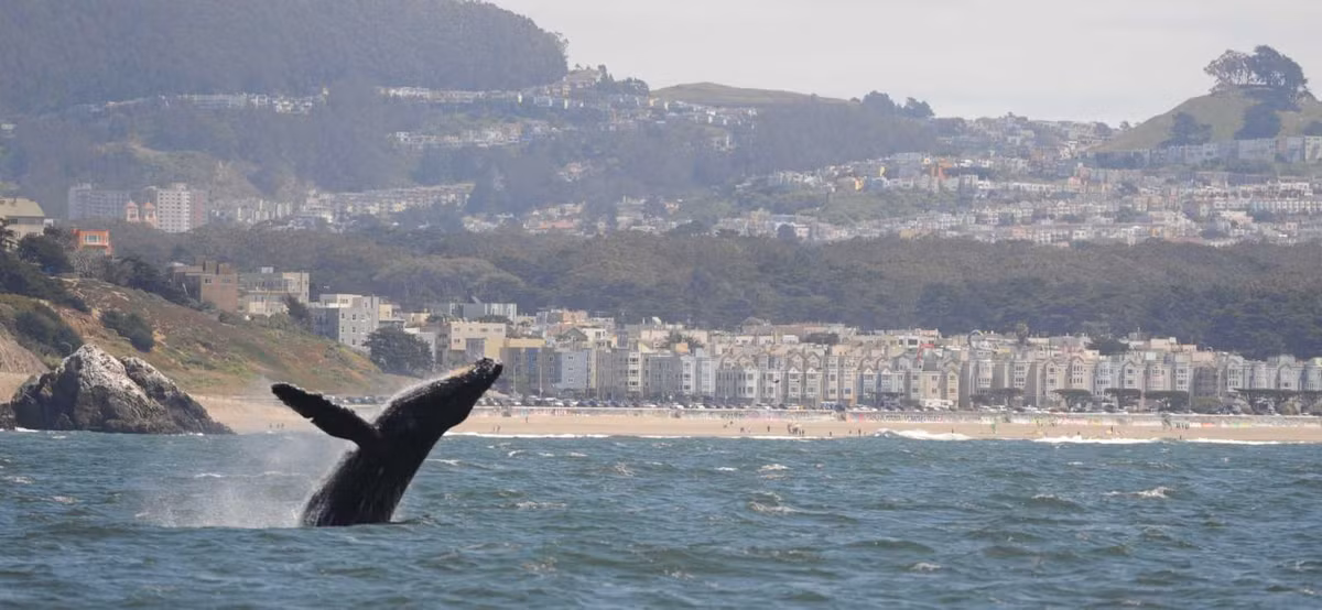 Erich Hoyt, nghiên cứu sinh ở Tổ chức bảo tồn cá voi và cá heo tại Anh, cho biết con cá voi trong video gần như chắc chắn nuốt người chèo thuyền do tình cờ. Ảnh: Allison Payne.