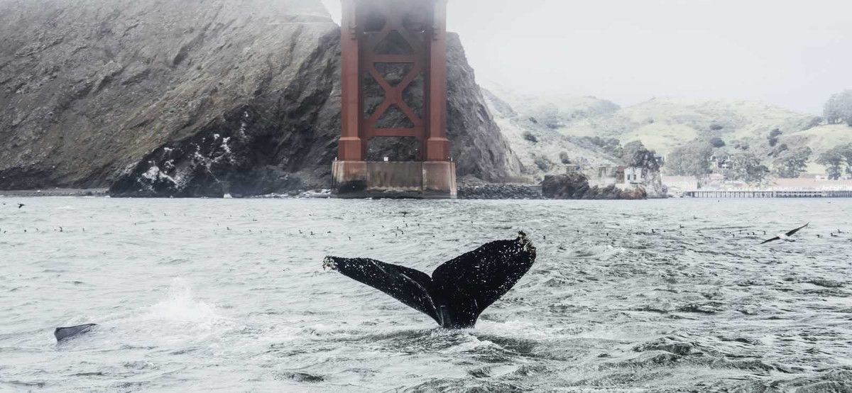 Đây không phải lần đầu tiên cá voi dường như nuốt chửng một ai đó. Vào năm 2020, một video lan truyền rộng rãi trên mạng tương tự cho thấy cá voi lưng gù lao lên khỏi mặt nước và ngậm miệng quanh 2 người chèo thuyền ở California. Họ đang trôi nổi phía trên đàn cá lớn khi con cá voi xuất hiện. Cá voi lưng gù lập tức nhả họ ra và không người nào bị thương trong sự việc đó. Ảnh: Siri Baxter.