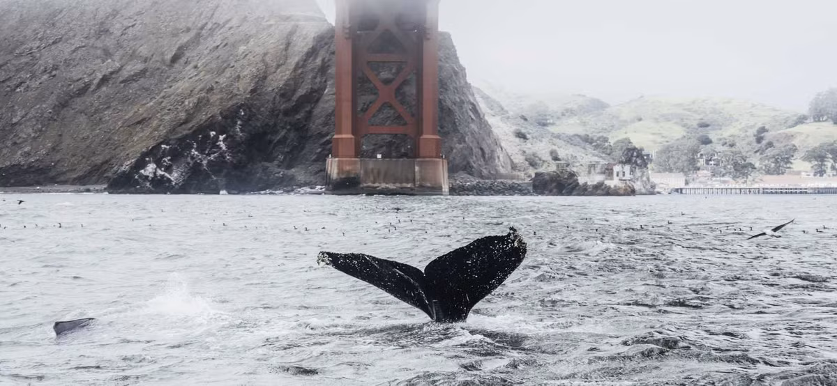 Đây không phải lần đầu tiên cá voi dường như nuốt chửng một ai đó. Vào năm 2020, một video lan truyền rộng rãi trên mạng tương tự cho thấy cá voi lưng gù lao lên khỏi mặt nước và ngậm miệng quanh 2 người chèo thuyền ở California. Họ đang trôi nổi phía trên đàn cá lớn khi con cá voi xuất hiện. Cá voi lưng gù lập tức nhả họ ra và không người nào bị thương trong sự việc đó. Ảnh: Siri Baxter.