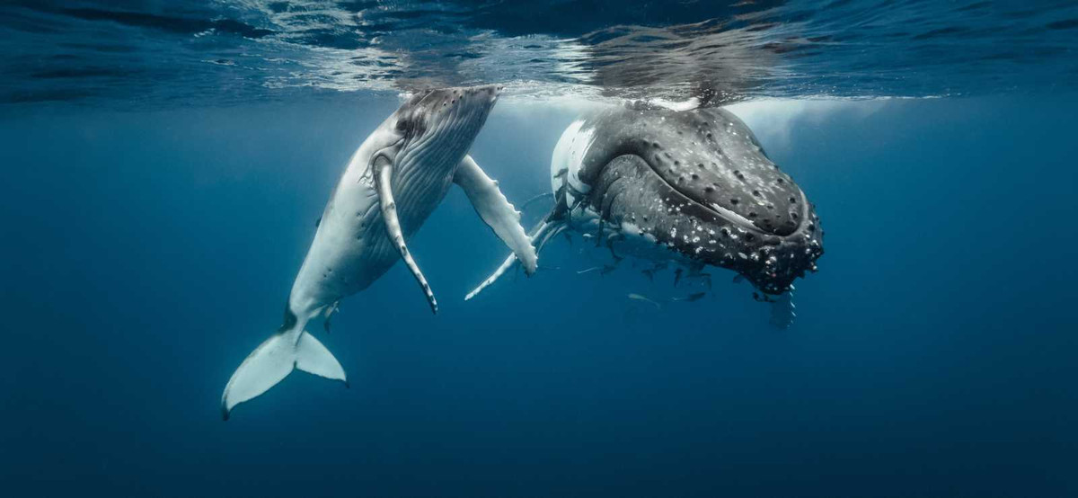 "Từ video, không thể nhìn rõ liệu người chèo thuyền có hoàn toàn rơi vào miệng cá voi lưng gù hay không. Anh ấy có thể chỉ lọt một phần cơ thể nhưng tôi chắc chắn con cá voi nhả anh ấy ra ngay lập tức", nghiên cứu sinh Hoyt nói. Ảnh: marinemammalcenter.