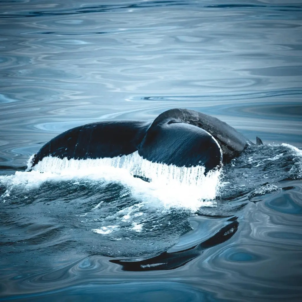 Minh chứng là vào năm 2020, một con cá voi lưng gù mẹ rượt đuổi người đi bơi ở Australia và khiến 2 người phải nhập viện. Điều này xảy ra nhiều khả năng là do con cá voi lưng gù mẹ cố gắng bảo vệ con non. Tuy nhiên, loài cá voi lưng gù này được biết đến nhiều hơn bởi hành vi cứu các động vật khác khỏi động vật ăn thịt như cá voi sát thủ (Orcinus orca) hơn là làm hại con người. Ảnh: Pixabay.