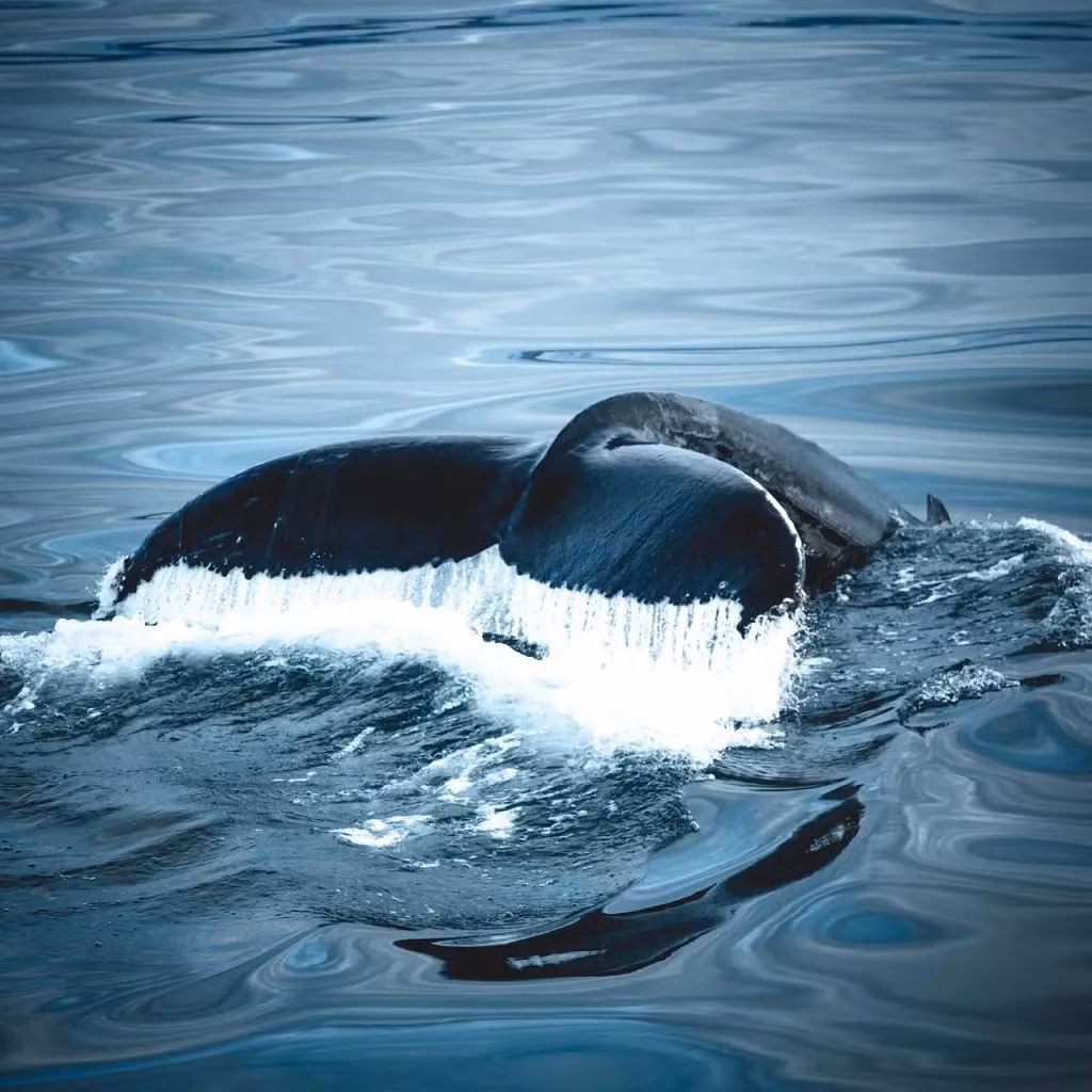 Minh chứng là vào năm 2020, một con cá voi lưng gù mẹ rượt đuổi người đi bơi ở Australia và khiến 2 người phải nhập viện. Điều này xảy ra nhiều khả năng là do con cá voi lưng gù mẹ cố gắng bảo vệ con non. Tuy nhiên, loài cá voi lưng gù này được biết đến nhiều hơn bởi hành vi cứu các động vật khác khỏi động vật ăn thịt như cá voi sát thủ (Orcinus orca) hơn là làm hại con người. Ảnh: Pixabay.