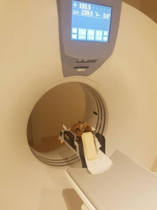 Nhóm chuyên gia đã sử dụng kỹ thuật chụp X-quang và chụp CT hiện đại để kiểm tra 15 hộp sọ cổ xưa trên. Những hộp sọ này được bảo quản khá tốt nên giúp ích rất nhiều cho việc giải mã tình trạng sức khỏe của họ. Ảnh: Carolina Bertilsson.