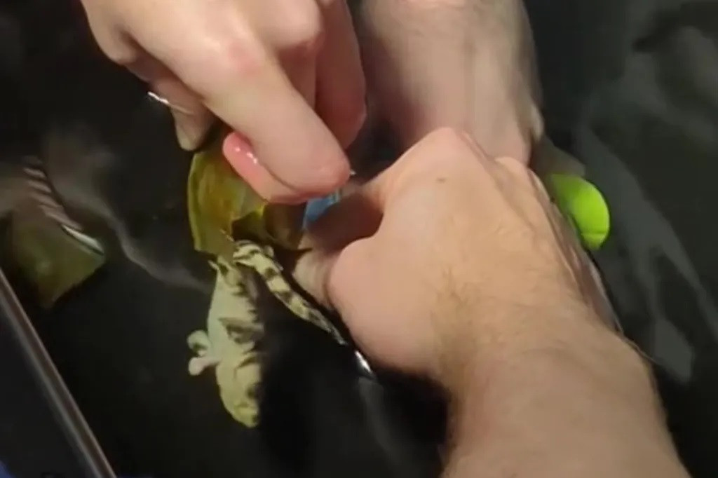 Theo National Geographic, sinh sản đơn tính là hiện tượng khá hiếm gặp ở các loài động vật có xương sống như cá mập. Vào năm 2023, một con cá mập Epaulette đã chào đời thông qua quá trình sinh sản đơn tính tại Vườn thú Brookfield ở Chicago từ một con cá mập cái đã không tiếp xúc với con đực nào trong ít nhất 4 năm. Ảnh chụp màn hình video của Thủy cung Shreveport.