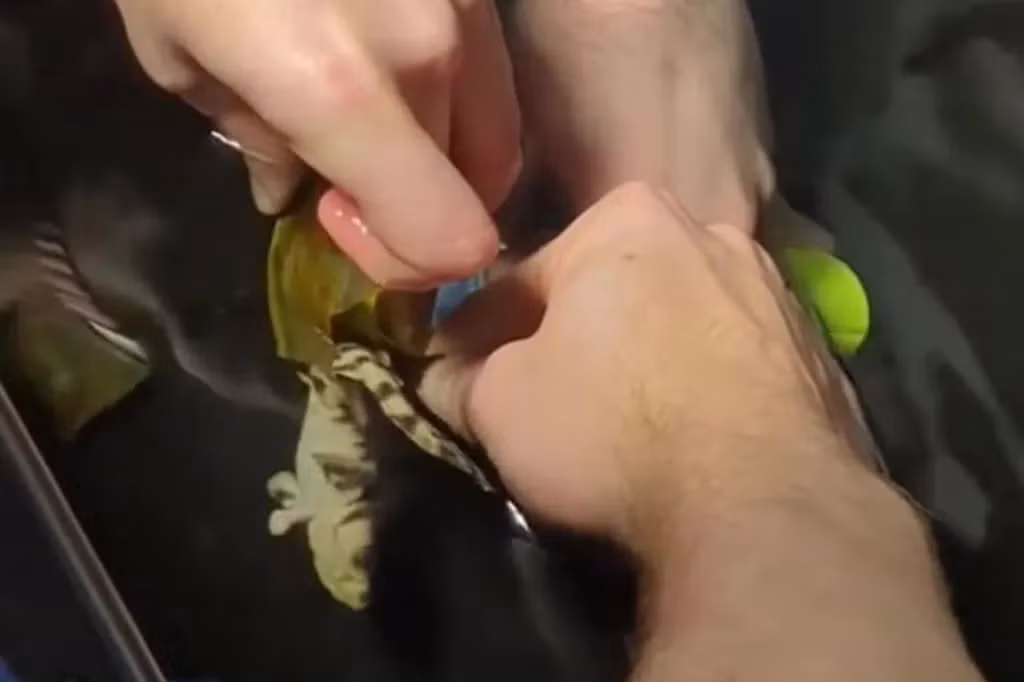 Theo National Geographic, sinh sản đơn tính là hiện tượng khá hiếm gặp ở các loài động vật có xương sống như cá mập. Vào năm 2023, một con cá mập Epaulette đã chào đời thông qua quá trình sinh sản đơn tính tại Vườn thú Brookfield ở Chicago từ một con cá mập cái đã không tiếp xúc với con đực nào trong ít nhất 4 năm. Ảnh chụp màn hình video của Thủy cung Shreveport.