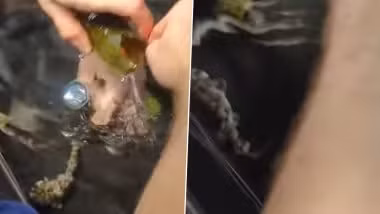 Thủy cung Shreveport cho hay đã chuẩn bị cho khả năng xảy ra kịch bản tiêu cực nhưng hiện con cá mập Yoko vẫn "phát triển tốt". "Trong trường hợp Yoko chỉ ở lại với chúng ta trong thời gian ngắn thì con cá mập con này vẫn để lại di sản khó quên, đóng góp những hiểu biết vô giá cho việc nghiên cứu về sinh sản của cá mập và các nỗ lực bảo tồn loài này", đại diện Thủy cung Shreveport nói.