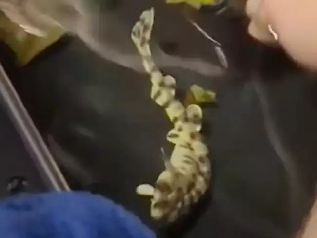 Đại diện Thủy cung Shreveport cho hay sẽ có thể tìm ra nguồn gốc con cá mập Yoko khi nó được vài tháng tuổi. Khi đó, con cá mập đủ lớn để các chuyên gia lấy mẫu máu, xét nghiệm nhiễm sắc thể để xác định xem nó có phải là con của một cá thể hay hai cá thể. "Sinh sản đơn tính thực sự có tác động tiêu cực đến sức khỏe của con cá mập con vì thiếu sự đa dạng di truyền", người phụ trách thủy cung Barrick cho hay. 