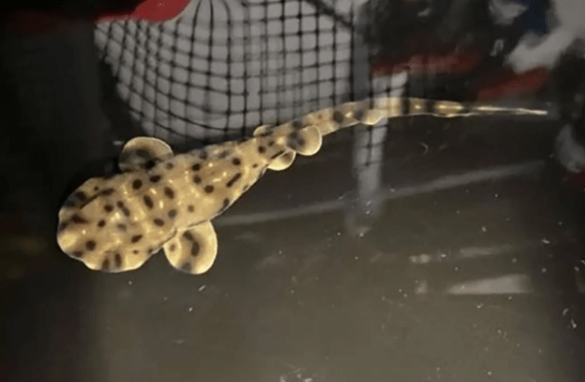 Trước đó, một nhân viên của Thủy cung Shreveport đã phát hiện quả trứng trong bể chứa 2 con cá mập cái vào khoảng 8 tháng trước khi nó nở. Các nhân viên hiện chưa thể chắc chắn thời điểm xuất hiện quả trứng. Họ xác nhận không có con cá mập đực nào trong bể suốt hơn 3 năm qua.