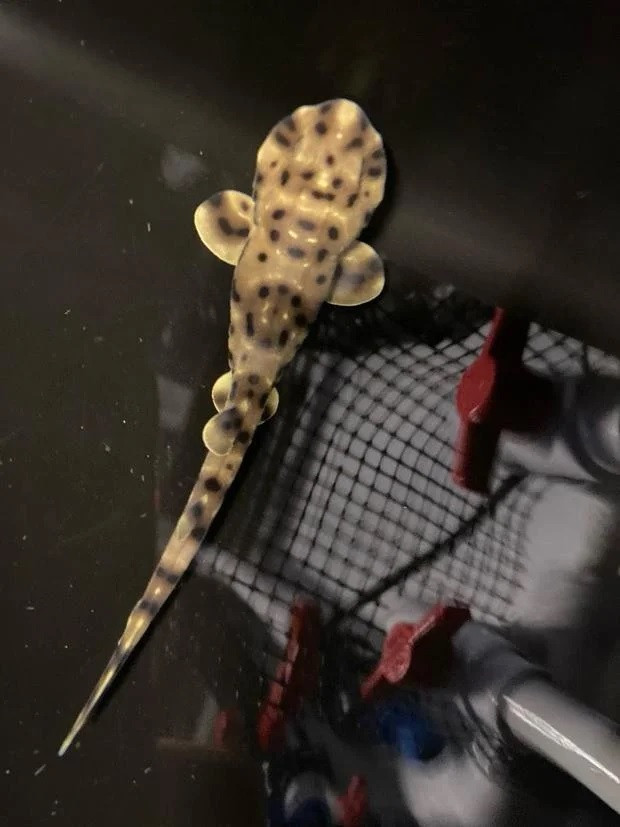 Sau khi phát hiện, các nhân viên của Thủy cung Shreveport đã cách ly quả trứng trong quá trình phát triển và hỗ trợ cho việc ấp trứng cho tới khi Yoko chào đời. "Điều này cho thấy có thể đã xảy ra hiện tượng sinh sản đơn tính - một hình thức sinh sản vô tính trong đó phôi phát triển từ trứng mà không cần thụ tinh hoặc thụ tinh “chậm” - tức quá trình thụ tinh diễn ra rất lâu sau khi giao phối", quản lý của Thủy cung Shreveport cho biết về con cá mập Yoko.