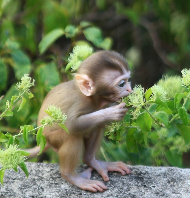 Khỉ vàng có tên khoa học Macaca mulatta. Loài này thuộc Danh mục các loài động, thực vật rừng nguy cấp, quý, hiếm nhóm IIB theo Nghị định số 06/2019/NĐ-CP của Chính phủ về quản lý thực vật rừng, động vật rừng nguy cấp, quý, hiếm và thực thi công ước về buôn bán quốc tế các loài động vật, thực vật hoang dã nguy cấp. Ảnh: baodanang.