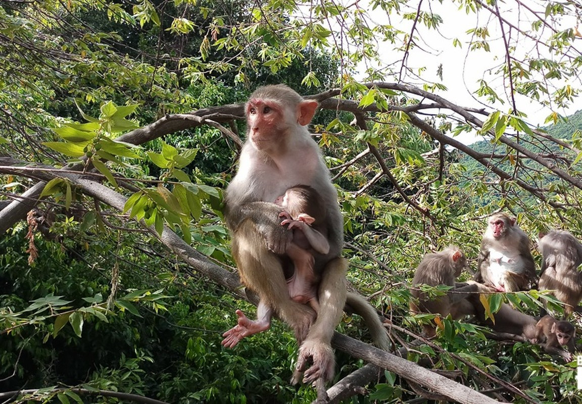 Con khỉ vàng quý hiếm được ông Nọ giao nộp nặng khoảng 3,5 kg, tình trạng sức khỏe bình thường. Hạt Kiểm lâm huyện A Lưới hoàn tất các thủ tục theo quy định của pháp luật về bảo vệ động vật hoang dã, bảo tồn đa dạng sinh học để thả cá thể khỉ vàng quý hiếm trên về môi trường tự nhiên. Ảnh: baodanang.