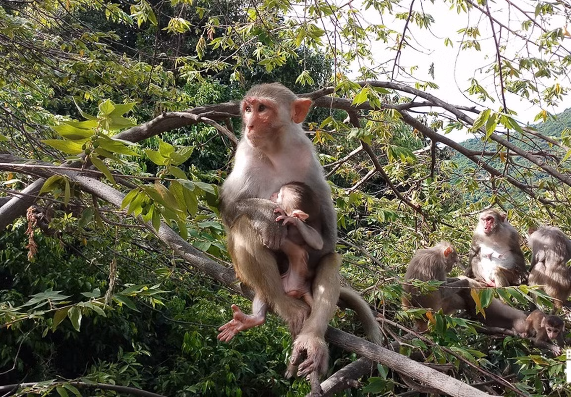 Con khỉ vàng quý hiếm được ông Nọ giao nộp nặng khoảng 3,5 kg, tình trạng sức khỏe bình thường. Hạt Kiểm lâm huyện A Lưới hoàn tất các thủ tục theo quy định của pháp luật về bảo vệ động vật hoang dã, bảo tồn đa dạng sinh học để thả cá thể khỉ vàng quý hiếm trên về môi trường tự nhiên. Ảnh: baodanang.