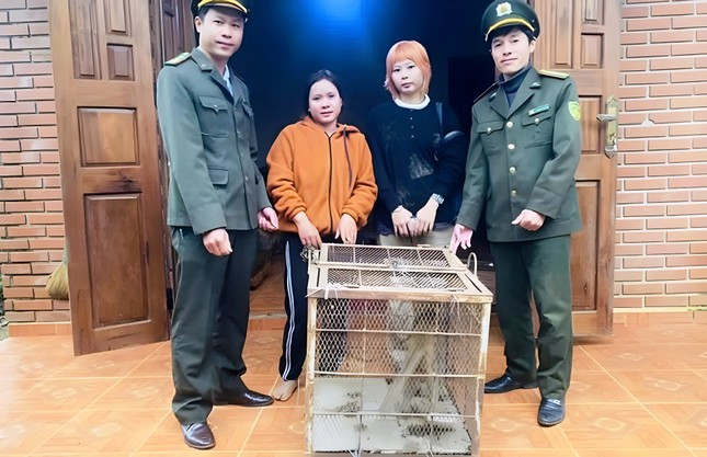 Vào ngày 12/2, Chi cục Kiểm lâm thành phố Huế thông tin Hạt Kiểm lâm huyện A Lưới (Huế) tiếp nhận một cá thể khỉ vàng do ông Lê Hồng Nọ (trú xã Lâm Đớt, huyện A Lưới, Huế) tự nguyện giao nộp. Con vật này được ông Nọ tình cờ phát hiện và bắt được khi bị lạc khỏi môi trường hoang dã. Ảnh: Tiền Phong.