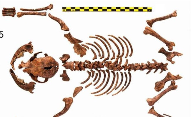 Nhóm nghiên cứu tin rằng, bộ xương đó trên là một trong những bằng chứng sớm nhất về việc người La Mã cổ đại từng nuôi loài chó tí hon. Ảnh: Martínez Sánchez et al.