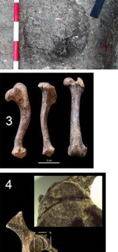 Theo các chuyên gia Tây Ban Nha, bộ xương trên thuộc về một một con chó nhỏ chỉ cao khoảng 23 cm. Mặc dù có vóc dáng nhỏ nhắn nhưng con vật đã ở tuổi trưởng thành khi chết. Ảnh: Martínez Sánchez et al.