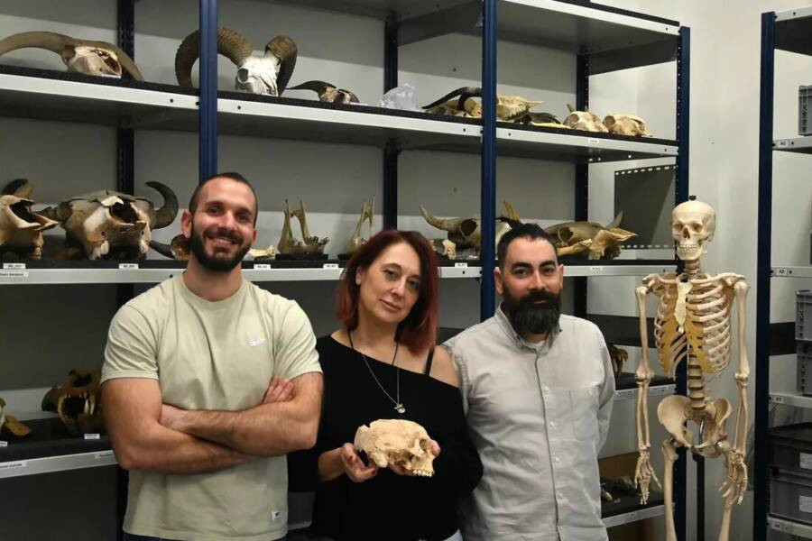 Thông qua các kiểm tra, phân tích với những kỹ thuật, công nghệ hiện đại bao gồm kỹ thuật kính hiển vi 3D tiên tiến, các chuyên gia phát hiện những vết cắt và vết nứt trên xương cho thấy người cổ đại đã cắt tai, moi não và lấy tủy xương của kẻ thù bị đánh bại ngay sau khi giết chết họ. Ảnh: Antonio Rodríguez-Hidalgo / IAM (CSIC-Junta de Extremadura).