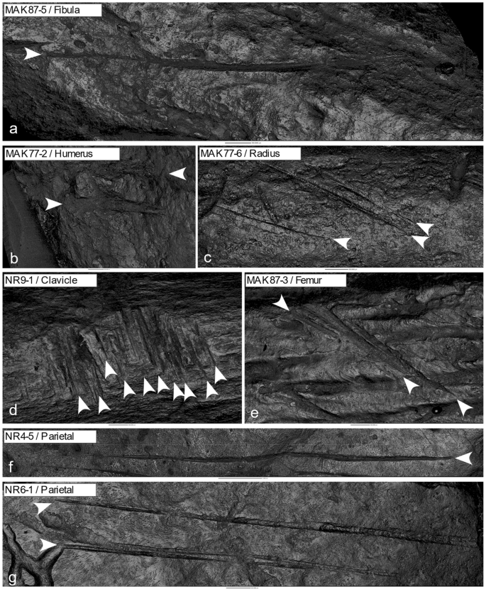"Trong bối cảnh thời tiền sử, việc ăn thịt đồng loại có thể đáp ứng nhu cầu sinh tồn hoặc thực hiện các nghi lễ, thậm chí là động lực của bạo lực giữa các nhóm cư dân", chuyên gia Palmira cho hay. Ảnh: nature.com.