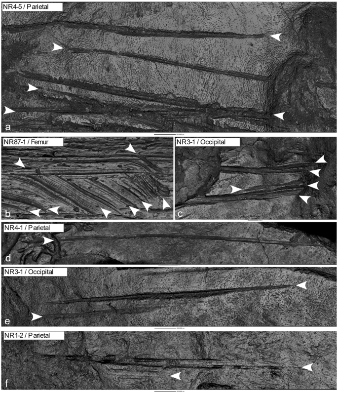Do không có bằng chứng nào cho thấy những người bị ăn thịt sau khi chết đã được chôn cất một cách tôn trọng và hài cốt của con người được trộn lẫn với xương động vật nên các nhà nghiên cứu cho rằng đó có thể là một trường hợp về "ăn thịt người trong chiến tranh". Ảnh: nature.com.