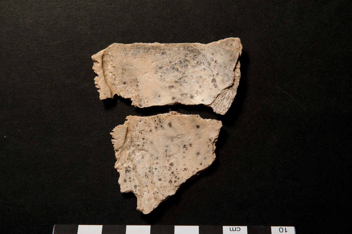 Đồng tác giả nghiên cứu Palmira Saladié - chuyên gia tại IPHES, cho biết hiện vẫn chưa rõ lý do người châu Âu thời cổ đại lại ăn thịt đồng loại. Ảnh: Dariusz Bobak, Thomas Terberger.