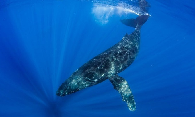 Trong nghiên cứu công bố ngày 28/9/2023 trên tạp chí Endangered Species Research, các chuyên gia thông báo con cá voi lưng gù đực đầy sẹo tên Frodo hoàn thành chuyến di chuyển dài nhất với loài này. Nó đã bơi gần 11.265 km từ Saipan ở quần đảo Mariana tới Sayulita, Mexico từ năm 2017 - 2018. Ảnh: Ralph Pace.