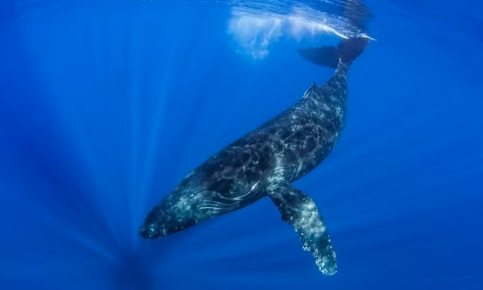 Trong nghiên cứu công bố ngày 28/9/2023 trên tạp chí Endangered Species Research, các chuyên gia thông báo con cá voi lưng gù đực đầy sẹo tên Frodo hoàn thành chuyến di chuyển dài nhất với loài này. Nó đã bơi gần 11.265 km từ Saipan ở quần đảo Mariana tới Sayulita, Mexico từ năm 2017 - 2018. Ảnh: Ralph Pace.