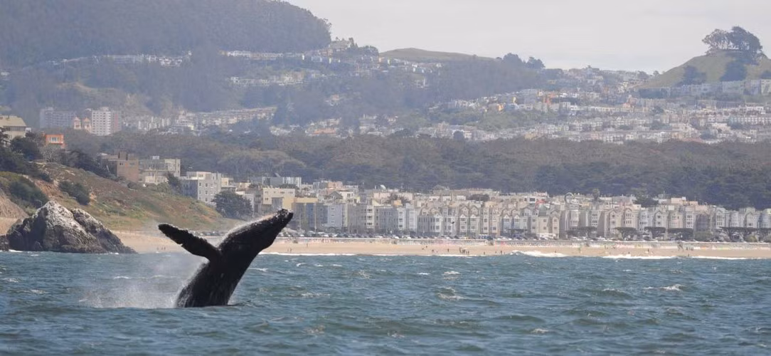 Hành vi tình dục đồng giới của cá voi lưng gù khiến các nhà khoa học bất ngờ bởi trước đó họ hầu như không biết nhiều về việc giao phối của chúng. Ảnh: Allison Payne.