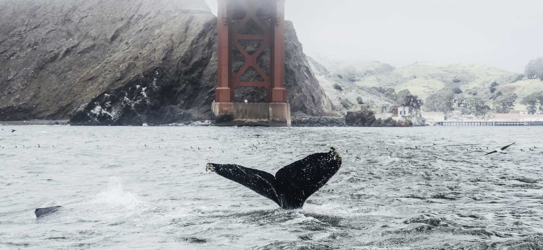 Mới đây, một video gây sốt mạng quay được cảnh một con cá voi lưng gù nuốt chửng một người chèo thuyền ở eo biển Magellan tại Chile ngày 8/2 rồi nhanh chóng nhả nạn nhân ra. Ảnh: Siri Baxter.