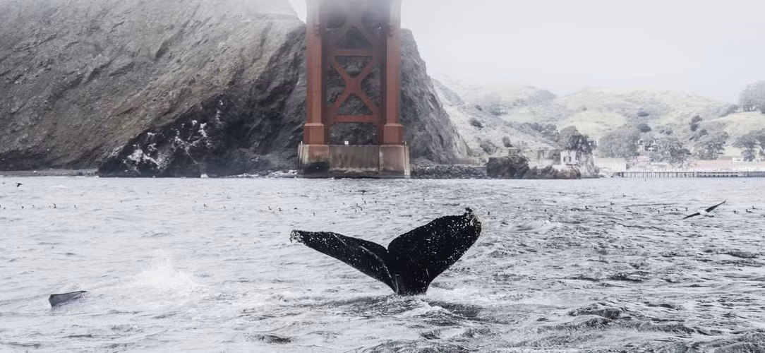Mới đây, một video gây sốt mạng quay được cảnh một con cá voi lưng gù nuốt chửng một người chèo thuyền ở eo biển Magellan tại Chile ngày 8/2 rồi nhanh chóng nhả nạn nhân ra. Ảnh: Siri Baxter.