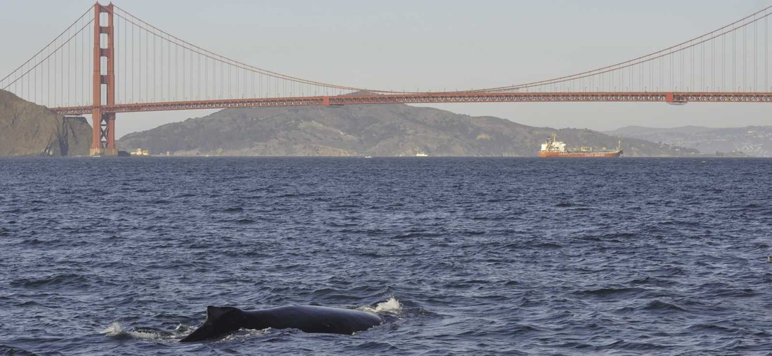Theo các chuyên gia, mục đích của hành vi quan hệ đồng giới nhưng không sinh sản có thể nhằm thiết lập hoặc củng cố các mối quan hệ thống trị, hình thành các liên minh trong bầy đàn, hoặc giảm căng thẳng của loài cá voi lưng gù. Ảnh: Carol Keiper.