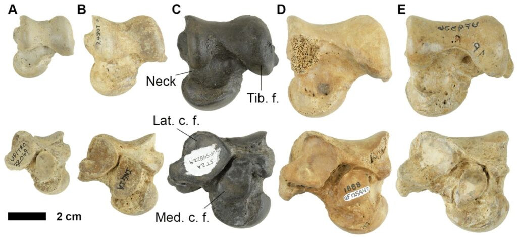 "Về cơ bản, đây là cùng một loài động vật. Nhưng theo thời gian, kích thước của chúng ngày càng tăng và xương cũng thay đổi đủ để các nhà nghiên cứu công bố chúng là một loài khác", Rachel Narducci, đồng tác giả nghiên cứu về địa điểm này cho hay. Ảnh: Jam Press/Florida Museum of Natural History.