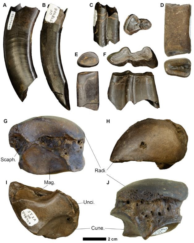 Bảo tàng Florida đã xác định niên đại của hơn 500 hóa thạch đó là vào giữa Kỷ động vật có vú trên cạn Bắc Mỹ thời Irvingtonian (1,6 triệu đến 250.000 năm trước). Đây là một thời kỳ chuyển tiếp tiến hóa với hồ sơ hóa thạch khá ít. Ảnh: Jam Press/Florida Museum of Natural History.