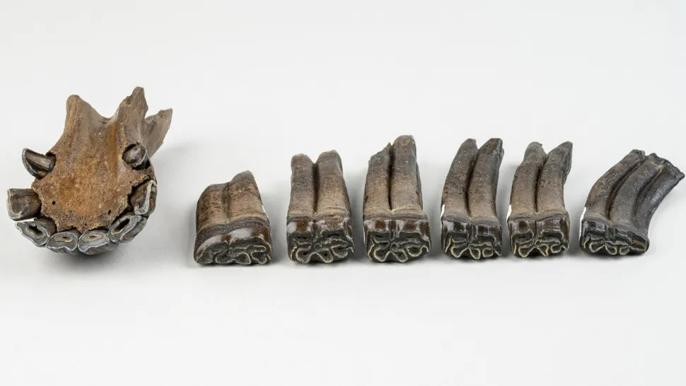 Theo thời gian, trầm tích lấp đầy hố sụt, chôn vùi hài cốt của những động vật trong tình trạng gần như nguyên vẹn. Sau nhiều thế kỷ, nhà sưu tập hóa thạch Robert Sinibaldi và Joseph Branin tình cờ phát hiện những hóa thạch cổ xưa trong một chuyến thám hiểm lặn thường lệ ở sông Steinhatchee vào năm 2022. Ảnh: Florida Museum/Kristen Grace.