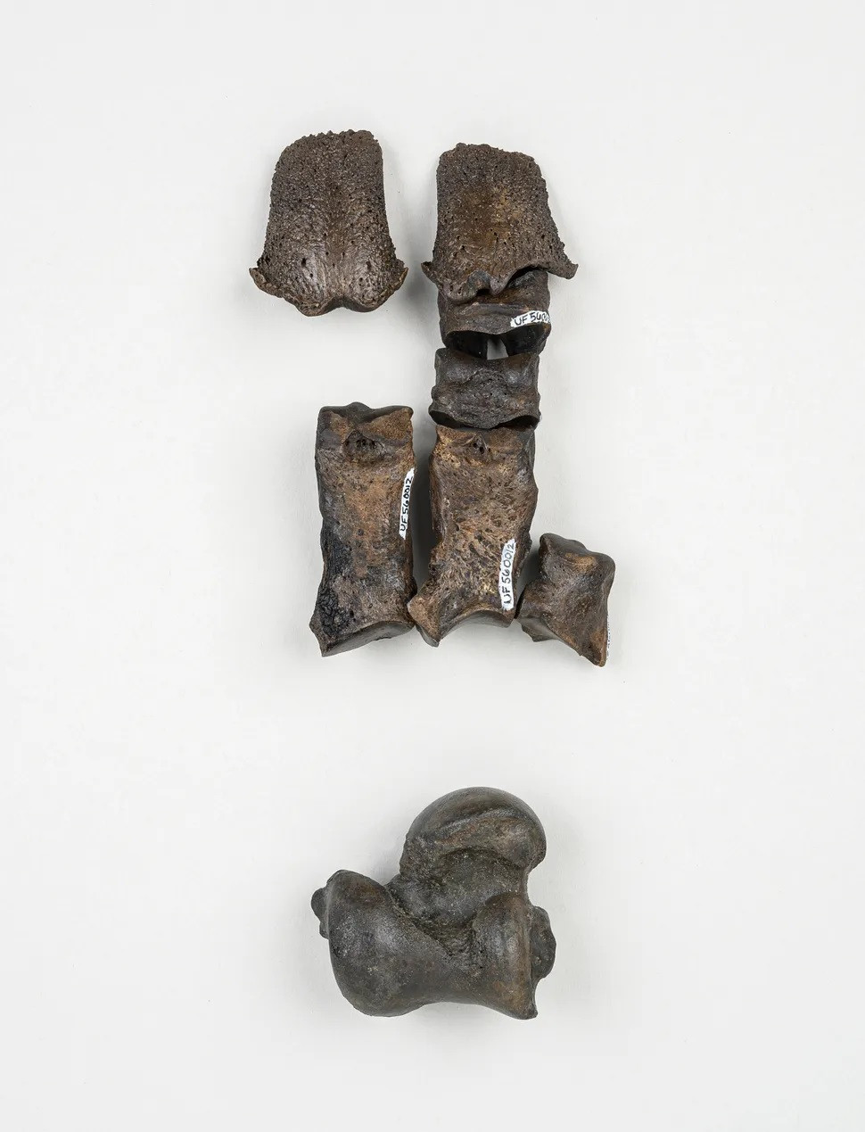 Hàng trăm hóa thạch trên thuộc về nhiều loài động vật có vú sống cách đây khoảng 500.000 năm như: ngựa, tatu khổng lồ, lười và có thể là một loài lợn vòi mới. Ảnh: Florida Museum/Kristen Grace.