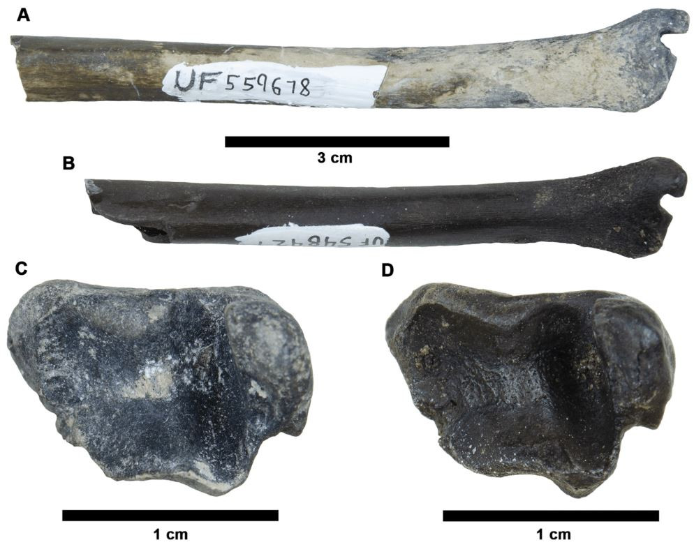 Một trong những hóa thạch được giới chuyên gia chú ý nhất là một sinh vật khổng lồ giống tatu đã tuyệt chủng có tên là Holmesina. Trong chi này, các nhà khoa học biết rằng có sự chuyển đổi từ một loài sống cách đây khoảng 2 triệu năm là loài H floridanus nặng khoảng 68 kg sang loài H. septentrionalis nặng tới hơn 215 kg. Tuy nhiên, họ tìm được rất ít bằng chứng về cách thay đổi kích thước của loài này. Ảnh: Jam Press/Florida Museum of Natural History.