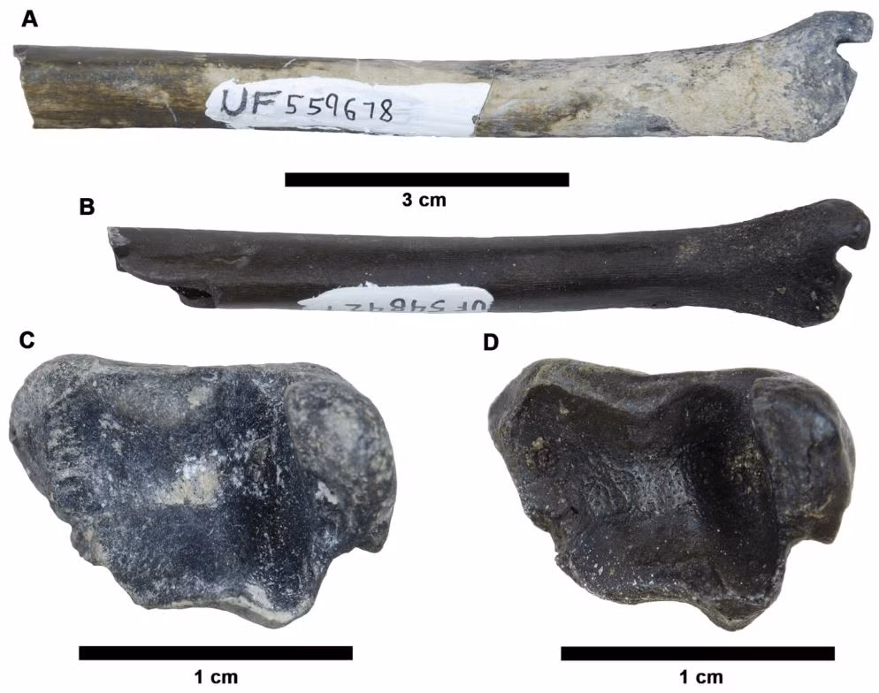 Một trong những hóa thạch được giới chuyên gia chú ý nhất là một sinh vật khổng lồ giống tatu đã tuyệt chủng có tên là Holmesina. Trong chi này, các nhà khoa học biết rằng có sự chuyển đổi từ một loài sống cách đây khoảng 2 triệu năm là loài H floridanus nặng khoảng 68 kg sang loài H. septentrionalis nặng tới hơn 215 kg. Tuy nhiên, họ tìm được rất ít bằng chứng về cách thay đổi kích thước của loài này. Ảnh: Jam Press/Florida Museum of Natural History.