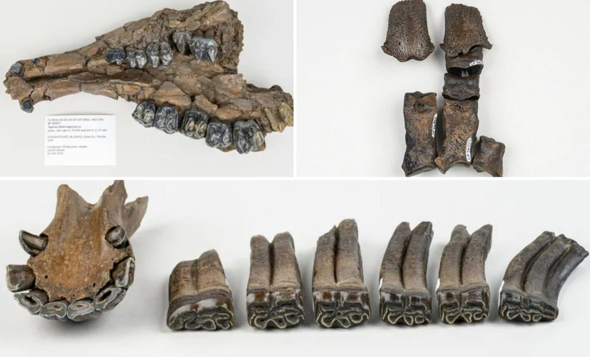 Ông Branin cho hay sau khi tìm thấy những chiếc răng ngựa nhô ra khỏi trầm tích, ông đã cùng Sinibaldi kiểm tra kỹ hơn khu vực dưới đáy sông Steinhatchee. Nhờ vậy, cặp đôi phát hiện nhiều hóa thạch cổ xưa. Ảnh: Florida Museum/Kristen Grace.